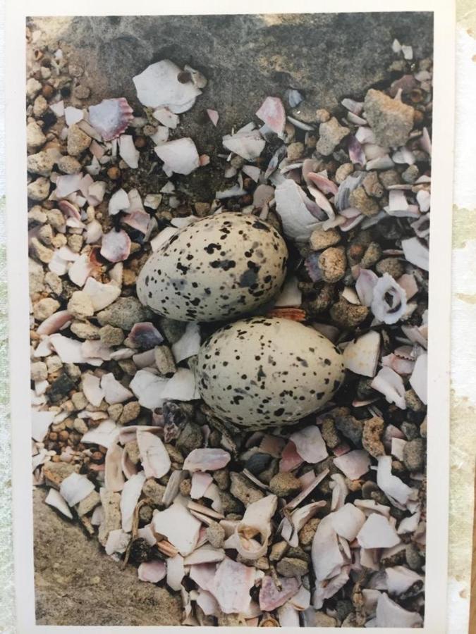 The Speckled Egg, 4 Promenade Rd, Lakeside, Cape Town Luaran gambar